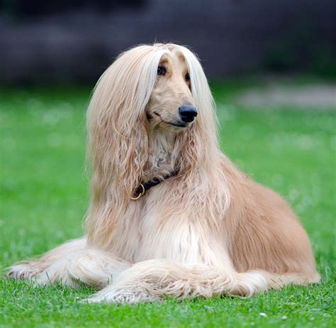 large afghan dog breeds.